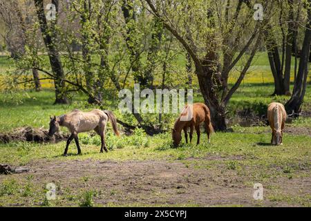 Drei Pferde weiden auf einer üppig grünen Wiese mit Bäumen im Hintergrund an einem sonnigen Tag. Stockfoto