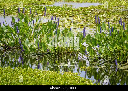 Blühende Pickerelweed (Pontederia cordata) im Paynes Prairie Preserve State Park zwischen Gainesville und Micanopy, Florida. (USA) Stockfoto