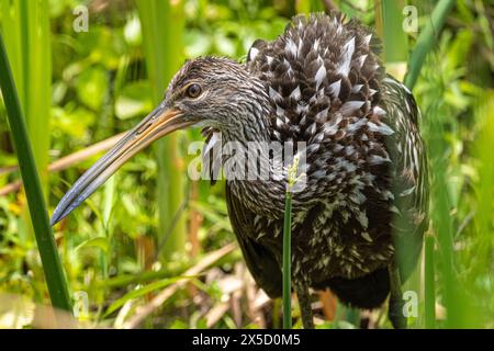 Nahaufnahme eines Limpkin (Aramus guarauna) im Sweetwater Wetlands Park am Paynes Prairie Preserve in Gainesville, Florida. (USA) Stockfoto