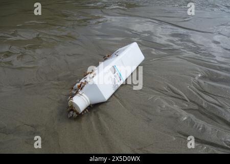 Plastikflasche mit Wasserstoffperoxid (Bleichmittel) aus Taiwan, das am Strand, Cape Tribulation, Daintree National Park, Queensland, Au an Land gespült wurde Stockfoto