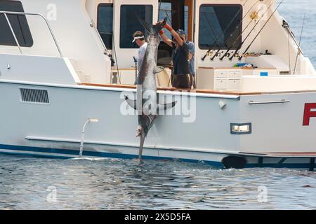 Dieser Schwertfisch, Xiphias gladius, wird an Bord gebracht, nachdem er mit einer Schrotflinte außer Gefecht gesetzt wurde. Catalina Island, Kalifornien, USA. Stockfoto