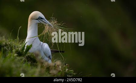 Gannet sammeln Nistmaterial Stockfoto