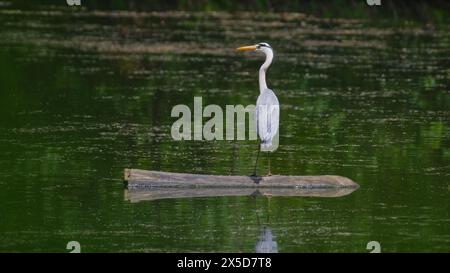 Ardea cinerea aka Graureiher. Ein riesiger Vogel jagt Fische im Teich in Tschechien. Stockfoto