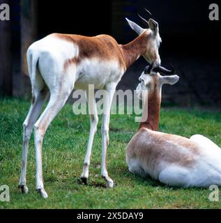 Die wunderschoen rot-weiß gemusterte Mhorrgazelle, auch Damagazelle, lebte in Gruppen verbreitet in den Halbwuesten Nordafrikas. Durch starke Bejagung seit etwa 1980 weitgehend ausgestorben, aber dank Erhaltungszuchtprogramme in Zoos erneut im Senegal, in Marokko und Tunesien wiederangesiedelt und heute streng geschuetzt. Der nationale Fussballverband Nigers verwendet die Damagazelle als Emblem und Logo Damagazellen *** die wunderschöne rot-weiß gemusterte Mhorrs-Gazelle, auch bekannt als Dama-Gazelle, lebte in Gruppen in den Halbwüsten Nordafrikas, die seit etwa 1980 weitgehend ausgestorben waren Stockfoto