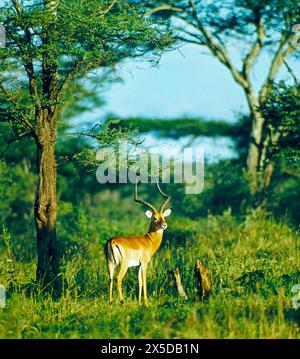 Ein Impala-Bock, auch Schwarzfersen-Antilopen, zieht durch die Baumsavanne des Serengeti Nationalparks in Tansania, Ostafrika Impala *** ein Impala-Bock, auch bekannt als Black heeler Antilope, zieht durch die Baumsavanne des Serengeti Nationalparks in Tansania, Ostafrika Impala Stockfoto