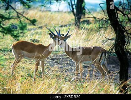 Zwei junge Impala-Boecke, auch Schwarzfersenantilopen, in der Baumsavanne des Masai Mara NPS in Kenia in sozialem Kontakt Impalaboecke *** zwei junge Impala-Böcke, auch Schwarzfersenantilopen genannt, in der Baumsavanne des Masai Mara Nationalparks in Kenia in sozialem Kontakt Impala-Böcke Stockfoto