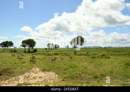 Impala, Rooibok, Aepyceros melampus, mittelgroße Antilopen, die im östlichen und südlichen Afrika gefunden werden. Stockfoto