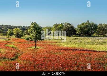 Wunderschöne Frühlingslandschaft in Texas mit einer Wiese voller indischer Pinsel-Wildblumen unter blauem Himmel Stockfoto