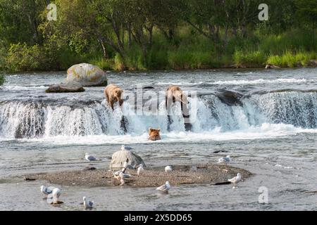 Braunbären Lachsangeln auf den Brooks Falls. Vögel sammeln sich im Fluss. Katmai Nationalpark. Alaska. USA. Stockfoto