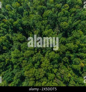 Blick auf einen dicht geschlossenen Laubmischwald von oben Stockfoto