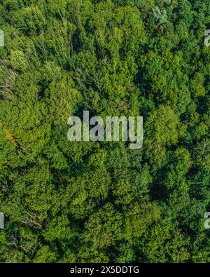 Blick auf einen dicht geschlossenen Laubmischwald von oben Stockfoto