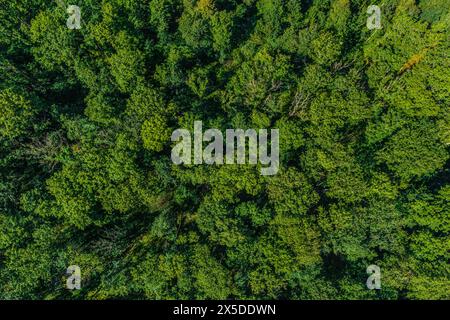 Blick auf einen dicht geschlossenen Laubmischwald von oben Stockfoto