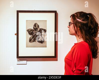 Basingstoke, Hampshire 09. Mai 2024 Euphorbia helioscopia, Sun spurge Karl Blossfeldt: Art Forms in Nature ist eine Ausstellung der Hayward Gallery Touring, die ein Originalportfolio von 40 Fotografien aus dem Jahr 1932 unter dem Titel „Wundergarten der Natur“ präsentiert, herausgegeben vom Künstler und im Jahr seines Todes veröffentlicht. Die Ausstellung bietet die Gelegenheit, ein beispielhaftes Set von Blossfeldts charakteristischen Nahaufnahmen von Pflanzen und Flora zu erleben.9. Mai - Sonntag, 28. Juli 2024.Paul Quezada-Neiman/Alamy Live News Credit: Paul Quezada-Neiman/Alamy Live News Stockfoto