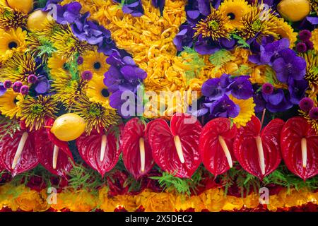 Bloemencorso Haarlem 2024. Das Bloemencorso des Bollenstreek ist das größte Frühlingsfest der Niederlande. Stockfoto