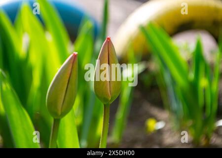 Eine ungeöffnete Tulpenknospe auf einem verschwommenen grünen Hintergrund. Grüne Tulpe. Geschlossene Tulpenknospe. Eine Nahaufnahme einer Frühlingsblume, die kurz vor der Blüte steht. Hochwertige Fotos Stockfoto