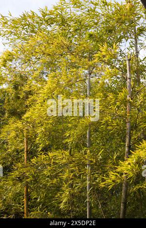 Japan, Matsue, Adachi Art Museum, Garten, Stockfoto