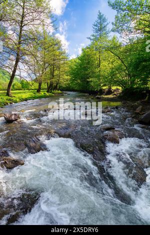 Der Gebirgsfluss fließt durch das karpaten-Tal. Das Wasser fließt entlang des Ufers mit Bäumen und grasbewachsener Wiese. Entspannende Sommer-Naturlandschaft der ukraine Stockfoto