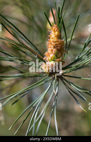 Waldkiefer, Wald-Kiefer, Gemeine Kiefer, Kiefer, Kiefern, Föhre, Blüte, Sky, Picea abies, Schottische Kiefer, Kiefer, Kiefern, Le Pin Sylvestre Stockfoto