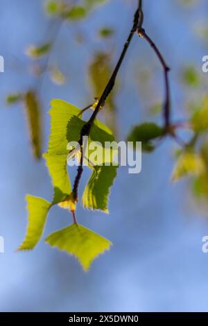 Birkenzweige, Ohrringe und erste Blätter am sonnigen Maitag vor blauem Himmel. Frühlingsstimmung. Stockfoto