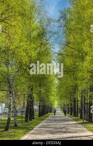 Birkenallee im Frühling in der Stadt mit Leuten, die herumlaufen. Atmosphäre des Frühlings, erstes Grün. Stockfoto