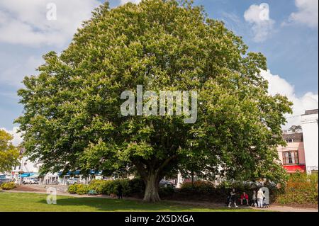 Eine große blühende Rosskastanie (aesculus hippocastenum) im Stadtpark von Dawlish, Devon, Großbritannien. Leute, die im Schatten sitzen. Stockfoto