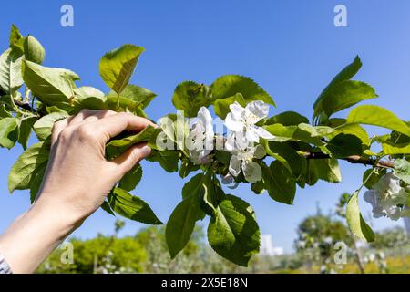 Die Hand der Frau hält sanft einen Apfelbaumzweig gegen den blauen Himmel. Frühlingsblüte. Stockfoto
