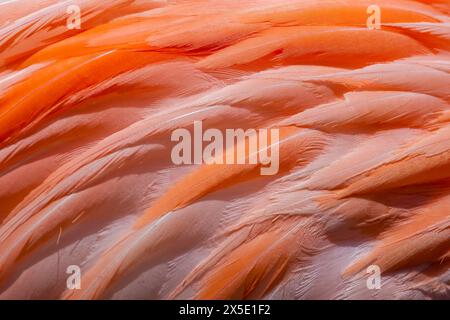 Federdetail eines größeren Flamingos, Phoenicopterus ruber, in einem Teich auf der Insel Bonaire in der Karibik. Stockfoto