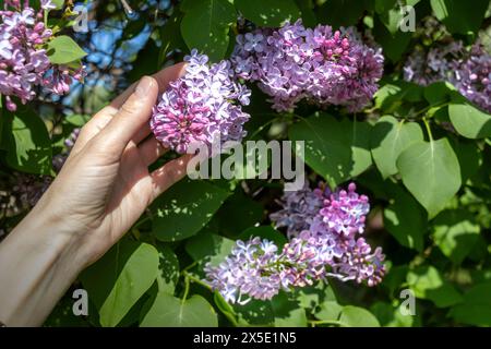 Die Hand der Frau hält sanft einen Fliederzweig. Frühlingsblüte. Stockfoto