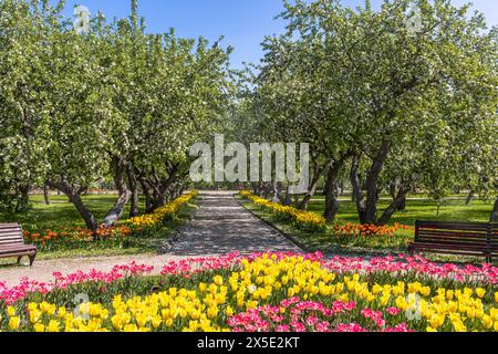 Apfel- und Tulpenblüten im Park am sonnigen Frühlingnachmittag. Stockfoto