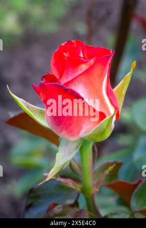 Rote Rosenknospe auf einem Stiel auf dem unscharfen natürlichen Hintergrund. Geringe Schärfentiefe. Stockfoto