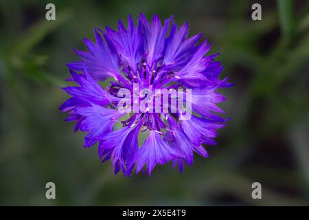 Nahaufnahme einer Knospe Kornblume im Garten an einem sonnigen Tag. Draufsicht. Geringe Schärfentiefe. Stockfoto