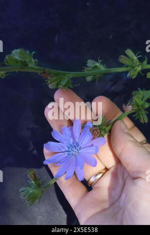 Zarte violette Zichorienblüte in der Hand der Frau. Eine Alternative zu Kaffee. Nahaufnahme. Stockfoto