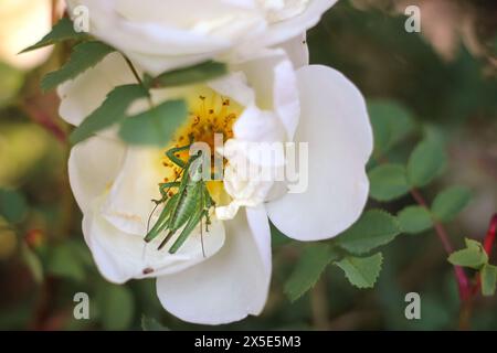 Grüne Heuschrecke an Hagebuttenblüte im Sommergarten, der Nektar fresst. Bekämpfung von Insektenschädlingen. Nahaufnahme. Schönheit in der Natur. Stockfoto