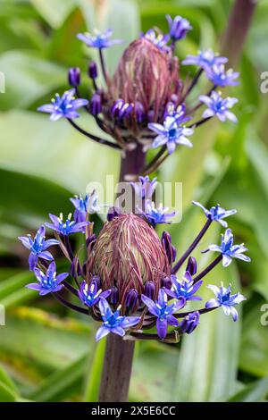 Scilla peruviana Portugese, die in einem Garten in England blüht, in Großbritannien. Stockfoto