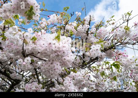 Prunus Shogetsu. Blushing Bride Tree wächst in Newquay in Cornwall, Großbritannien. Stockfoto