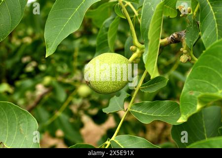 Ein grünes Ovar einer Frucht oder Nuss hat sich auf einem Zweig eines Walnussbaums gebildet. Stockfoto