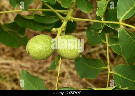 Auf einem Zweig eines Walnussbaums bildeten sich grüne Eierstöcke aus zwei Walnussfrüchten. Stockfoto