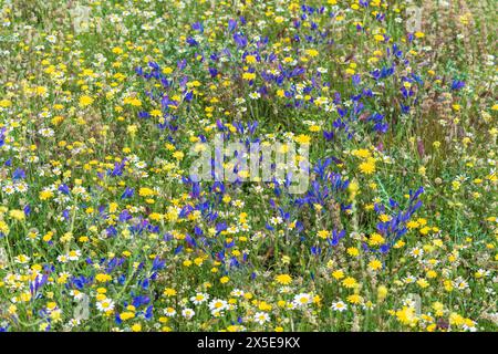 Campo lleno de vegetación y múltiples flores silvestres de diversos colores en primavera Stockfoto