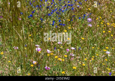 Campo lleno de vegetación y múltiples flores silvestres de diversos colores en primavera Stockfoto