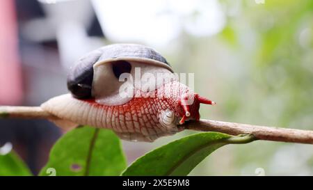 Waynad Snail rot und rot Stockfoto