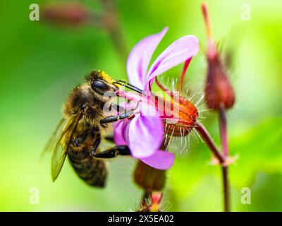 Europäische Honigbiene, APIs mellifera, Biene auf rosa Blüten Stockfoto