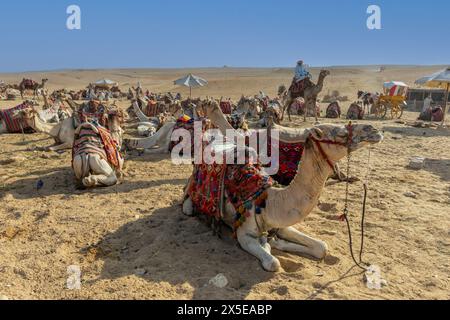 Kamele in Gizeh, die für den Transport von Touristen an der Stätte der Großen Pyramiden in Ägypten genutzt wurden. Stockfoto