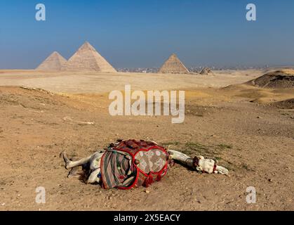 Kamel ruht in Gizeh mit den weltberühmten Pyramiden im Hintergrund. Das Hotel liegt direkt außerhalb von Kairo, Ägypten. Stockfoto