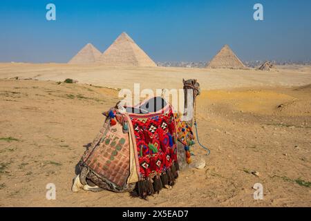 Kamel ruht in Gizeh mit den weltberühmten Pyramiden im Hintergrund. Das Hotel liegt direkt außerhalb von Kairo, Ägypten. Stockfoto