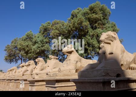 Rams fahren auf der Kings Festivities Road oder Rams Road zwischen den Tempeln Karnak und Luxor, die 2,7 km entfernt liegt. Ägypten, Afrika. Stockfoto