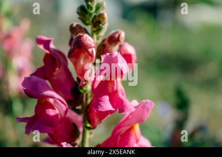 Snapdragon Blumen im Garten, antirrhinum majus, rosa Blumenkopf und unscharfer Hintergrund Stockfoto