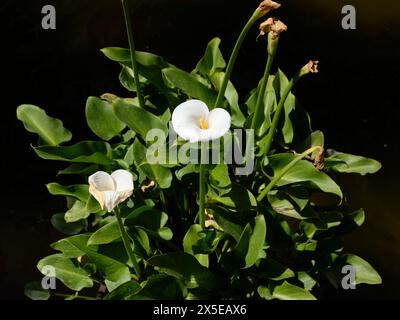 Zantedeschia aethiopica, im Allgemeinen bekannt als Calla-Lilie und Arum-Lilie. Stockfoto