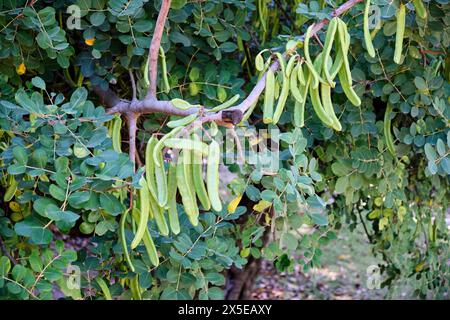 Ceratonia siliqua, allgemein bekannt als Johannisbrot oder Johannisbrot, Johannisbrot oder Johannisbrot oder Johannisbrot mit Früchten. Südspanien. Stockfoto