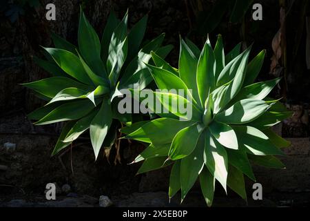 Agave attenuata, auch Fuchsschwanz oder Löwenschwanz genannt, ist eine Art blühender Pflanze aus der Familie der Sparagaceae Stockfoto