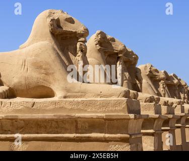 Rams fahren auf der Kings Festivities Road oder Rams Road zwischen den Tempeln Karnak und Luxor, die 2,7 km entfernt liegt. Ägypten, Afrika. Stockfoto